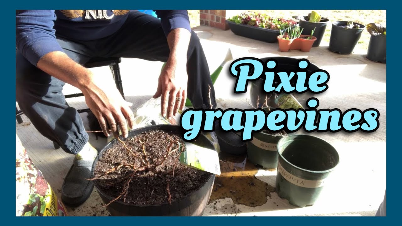 My Dwarf Pixie Grapes (Pinot Meunier & Cabernet Franc)