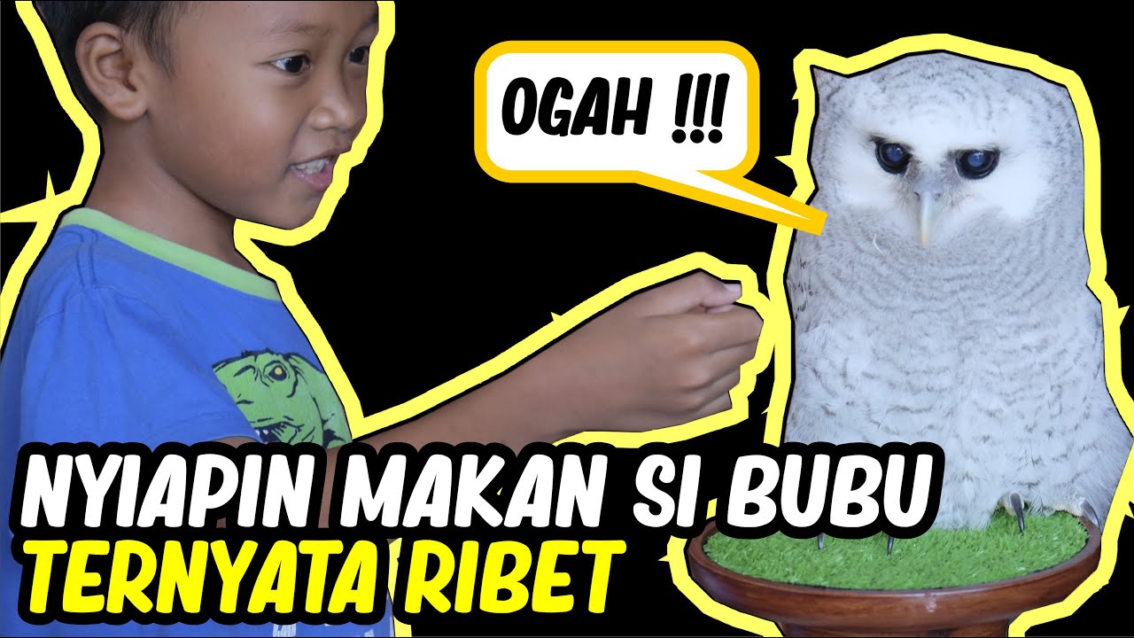 CARA MEMBERI MAKAN ANAKAN BURUNG HANTU BUBO SUMATRANUS