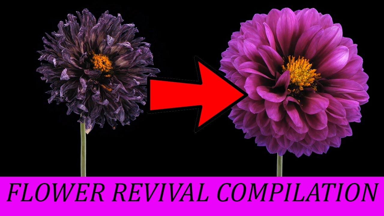 Timelapse Revival Flowers Compilation, Dying Flowers In Reverse