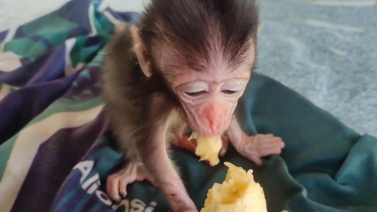 WOW 😮😳 THIS BABY MONKEY LOVES SWEET YELLOW BANANAS