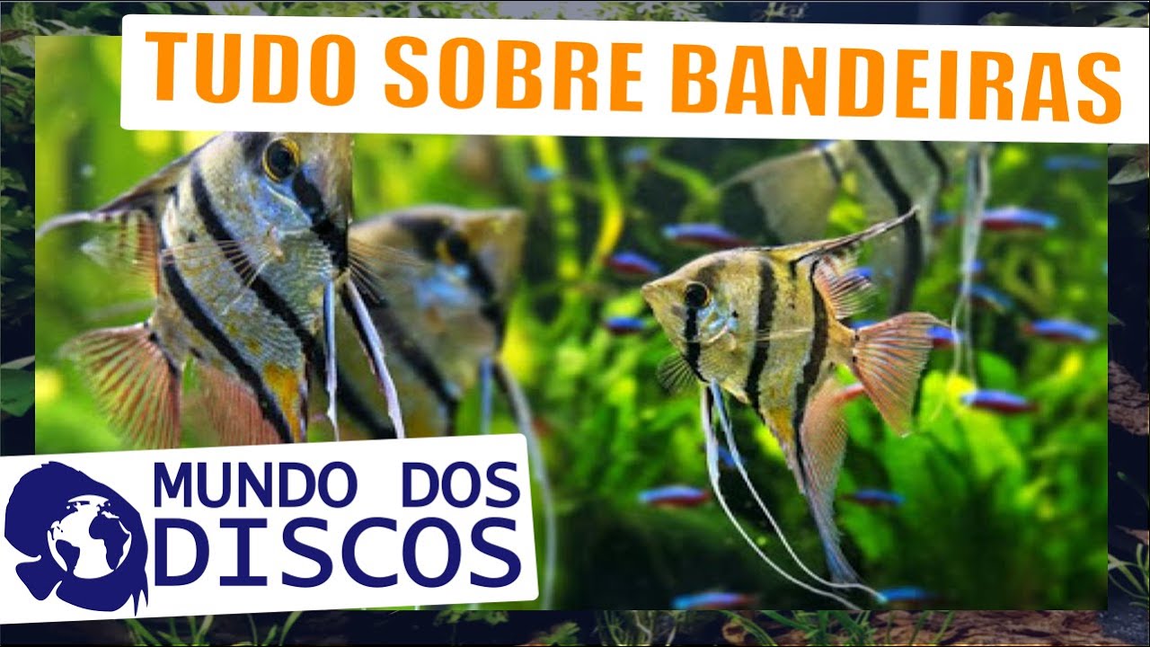 APRENDA TUDO SOBRE ACARÁ BANDEIRA! E VENHA VER OS NOSSOS BANDEIRAS AQUI NA LOJA!