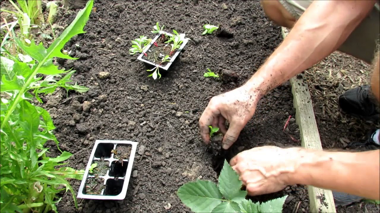 Planting Cool Weather Crops: Radishes, Lettuces, Beets, Peas, Kale & Transplants