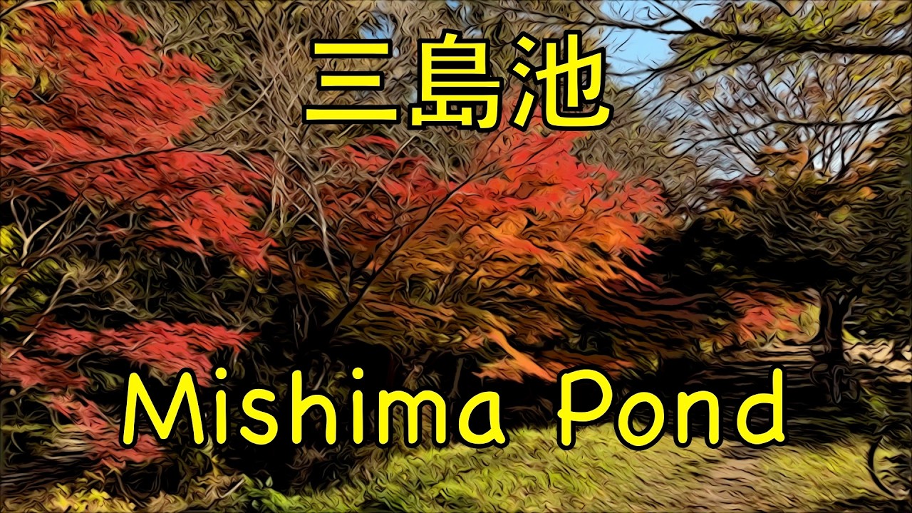 Japan Kansai Shiga Maibara Mishima Pond Autumn Fall Foliage Maple Leaves Yellow Ginkgo Best Time