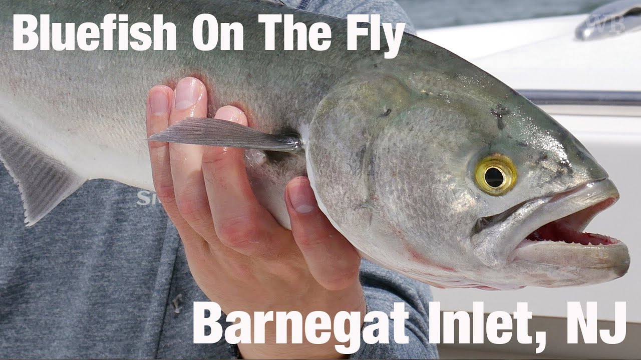 Bluefish On The Fly, Barnegat Inlet, NJ - Wooly Bugged