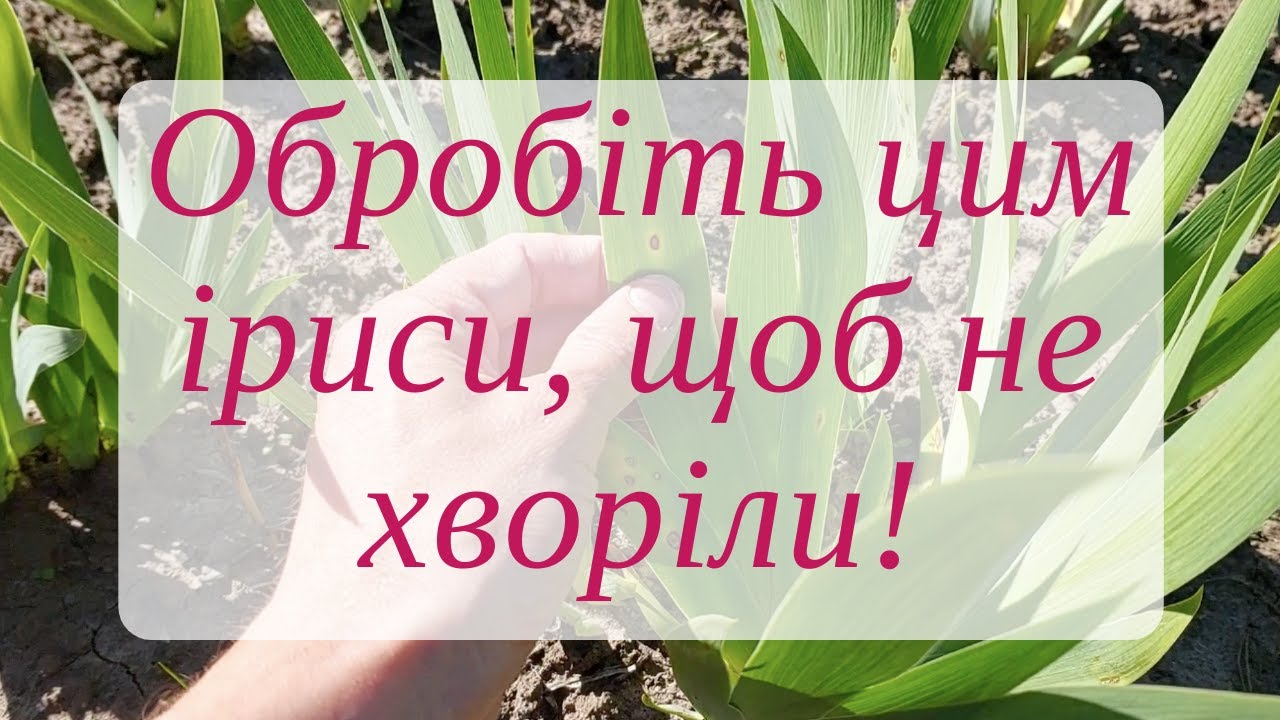 Чим обробити іриси від хвороб
