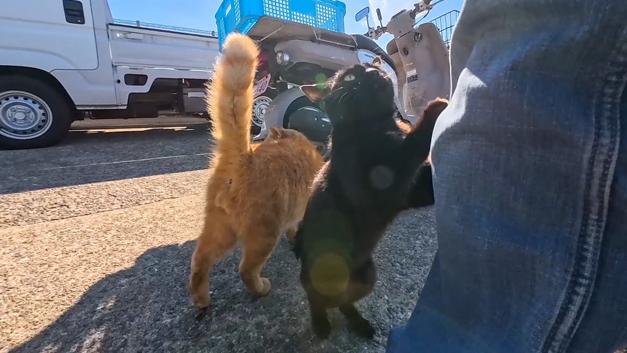 猫島に到着！フェリーを降りた瞬間、桟橋まで猫がお出迎えしてくれた😺✨
