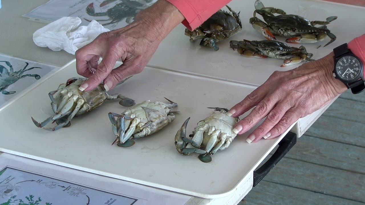 Anatomy and Life Cycle of a Crab - For Younger Students
