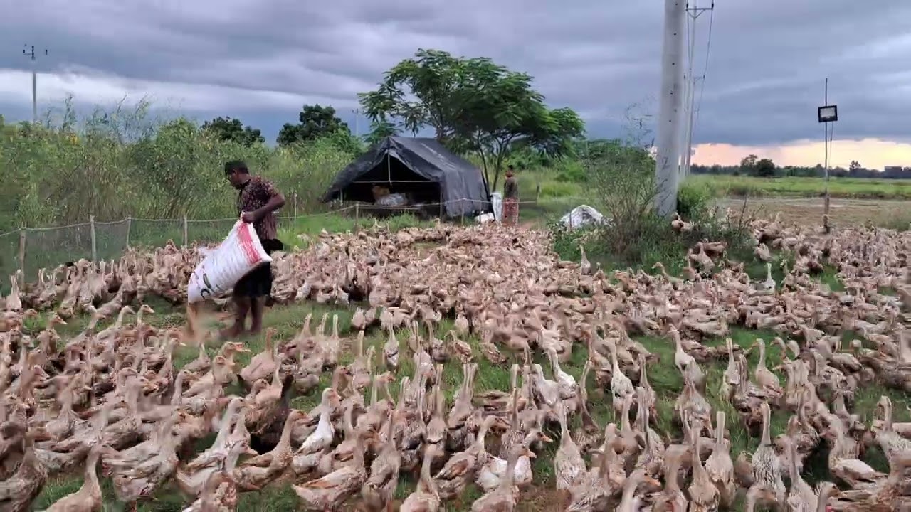 Providing water and feed to duck 