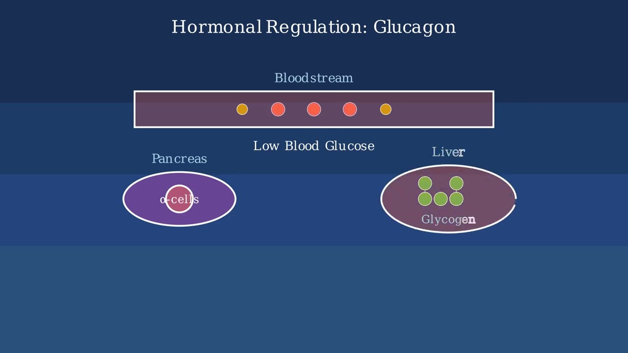 Glycogen – Structure, Functions, Examples