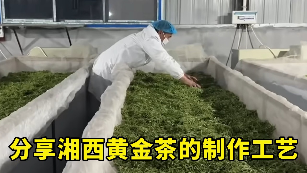 返乡创业十余年，用心做好家乡茶 又到了忙茶叶的季节，分享湘西黄金茶的制作工艺【乡野志刚】