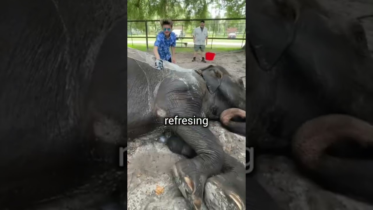 This Elephant Painted Me A Masterpiece