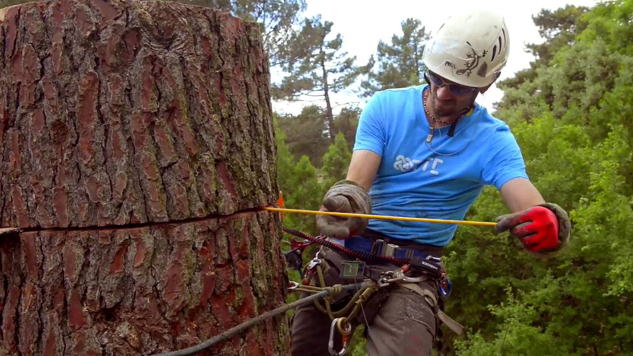 Rollotube - FTC Tree
