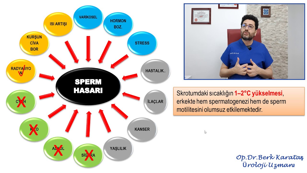 Sperm Sayısı , Kalitesi ve Hareketliliği Nasıl Artırılır ?
