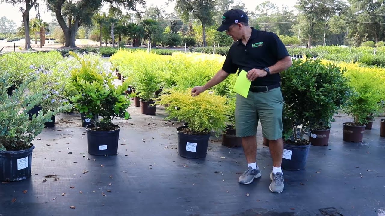 Why Should You Use These Ligustrum Varieties?