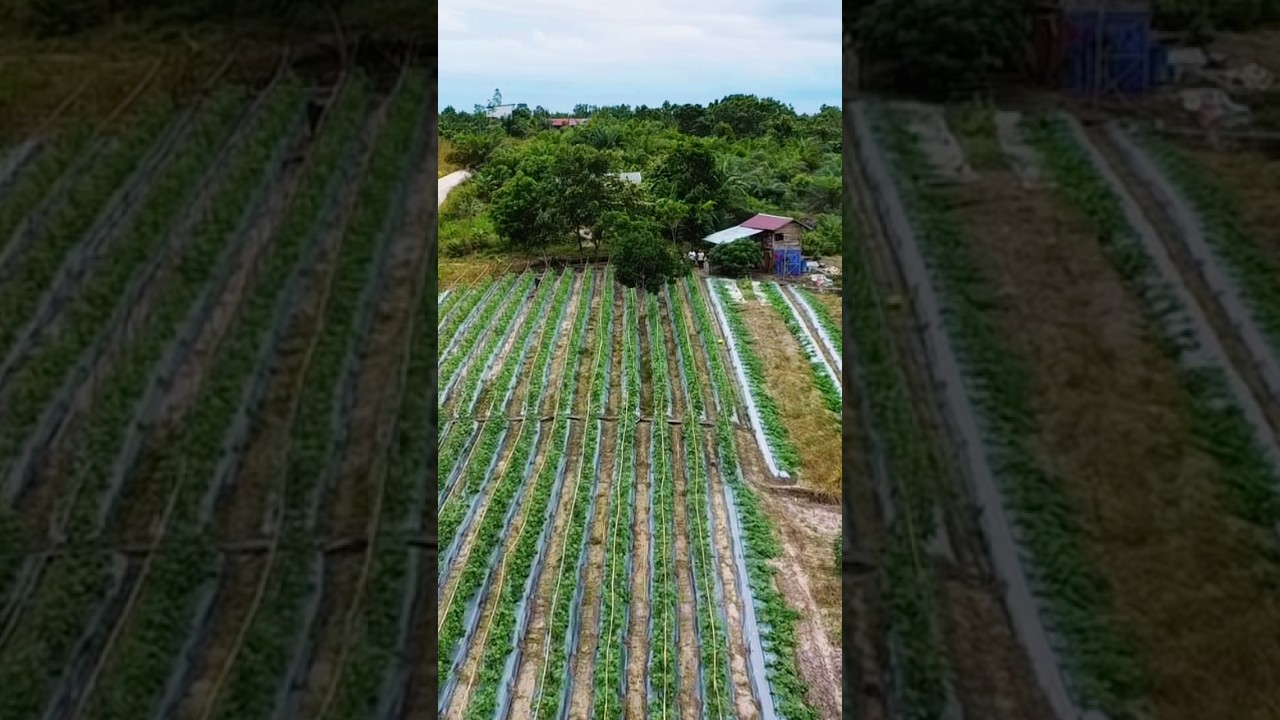Kebun melon premium di lahan terbuka