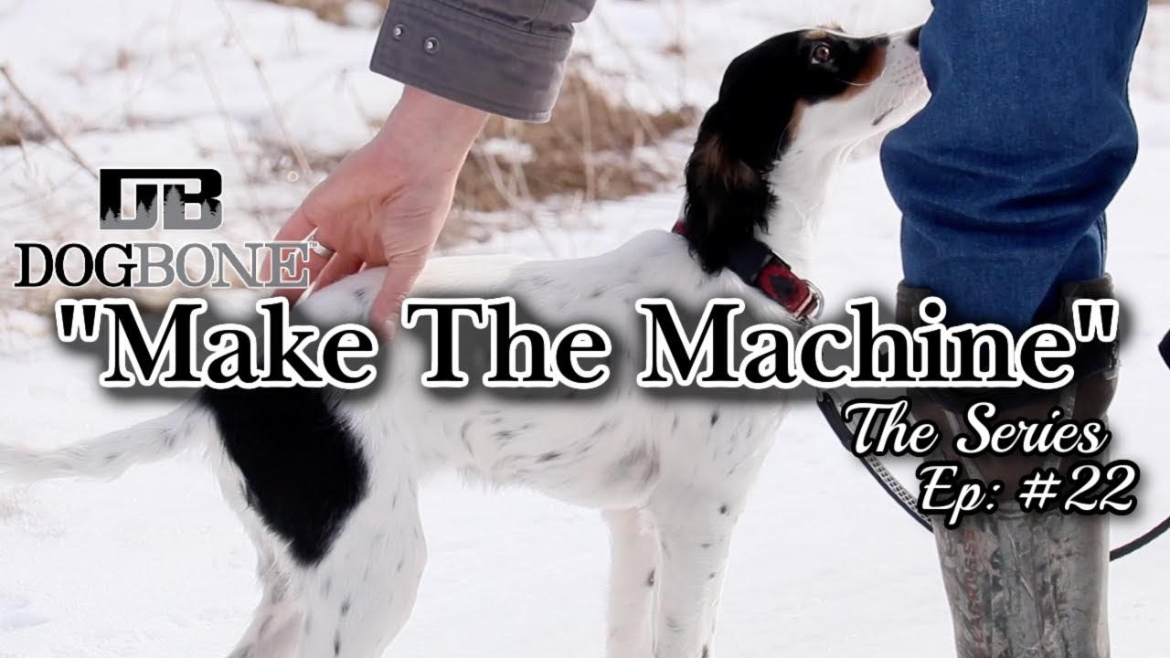 Training a Setter to Heel: 