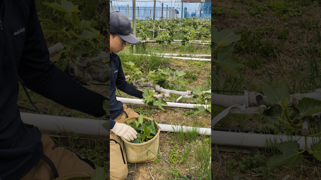 Japonya incir filizi seyreltme#japan#japonya#incirağacı#figtree#agriculture#