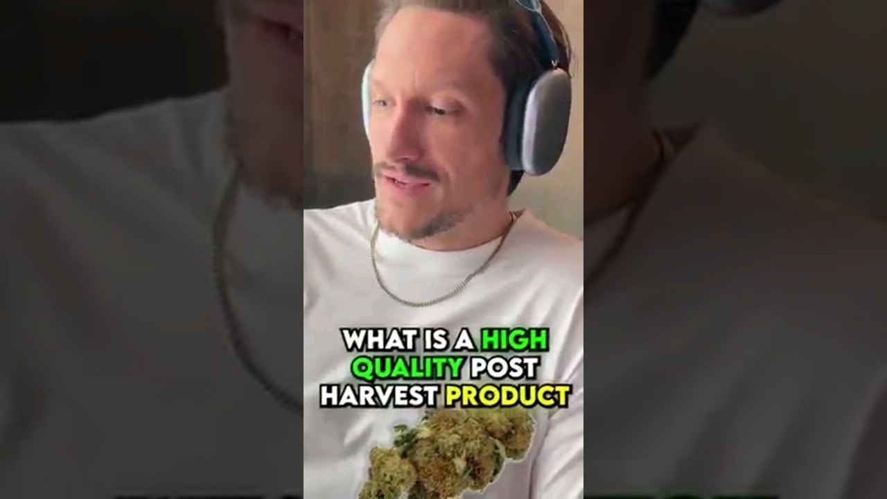 How To Rate A High Quality Post Harvest Cannabis Bud