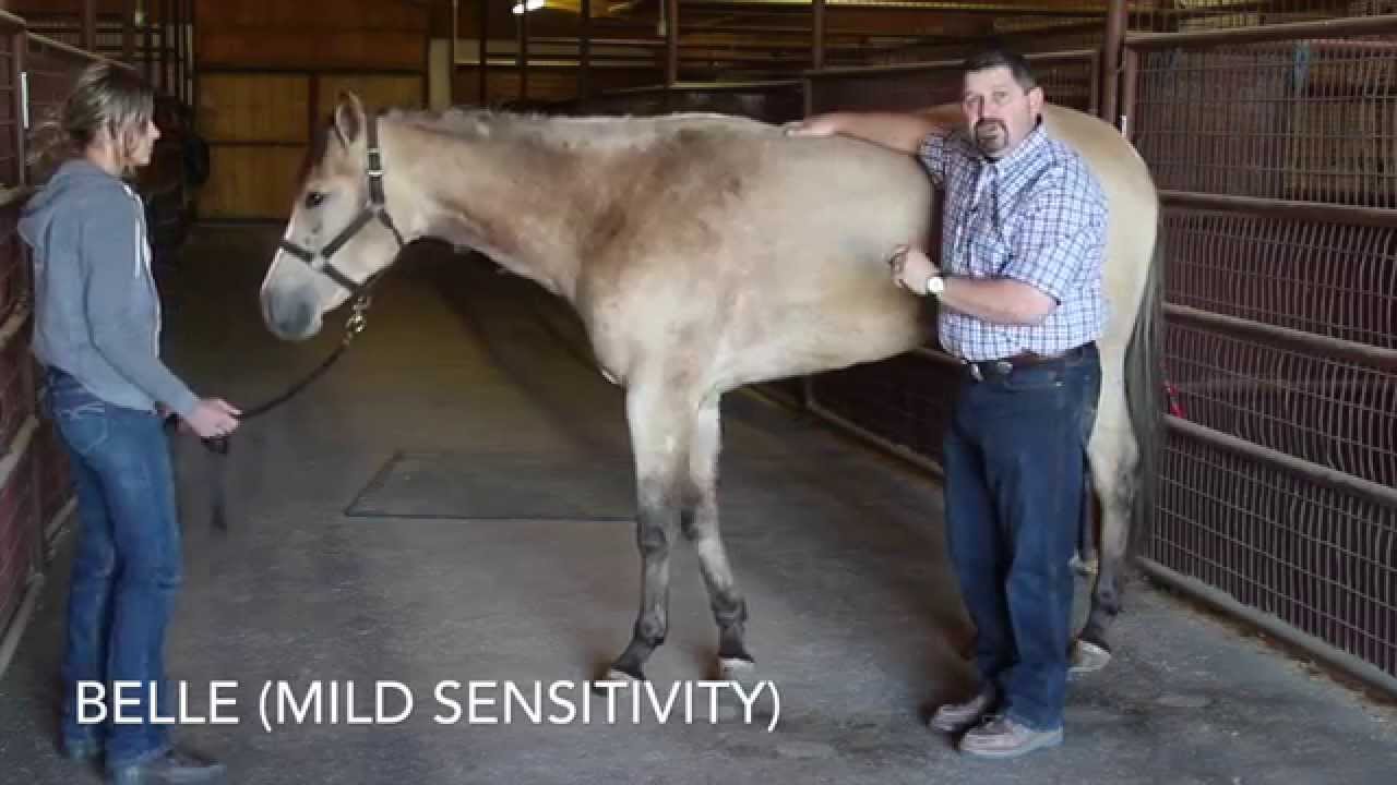 Equine Ulcer Treatment - Before and After by Mark DePaolo, DVM