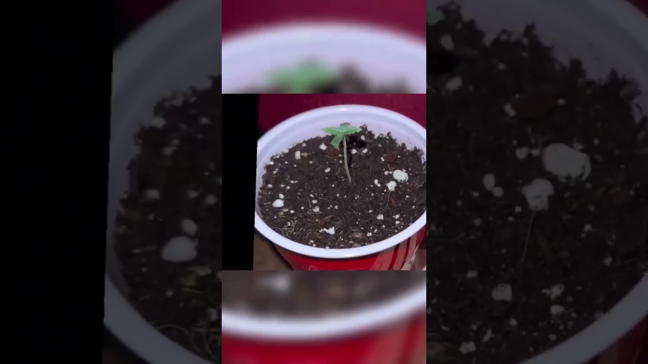Quick garden update ￼#exoduscheese #payton&rsquo;sOrangeTruffle ￼#shorts #fyp #music #homegrown