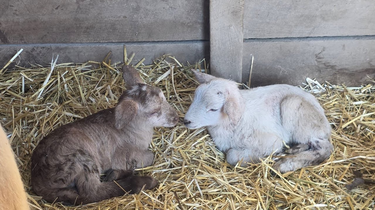 Our First Lambs ever born on the Farm