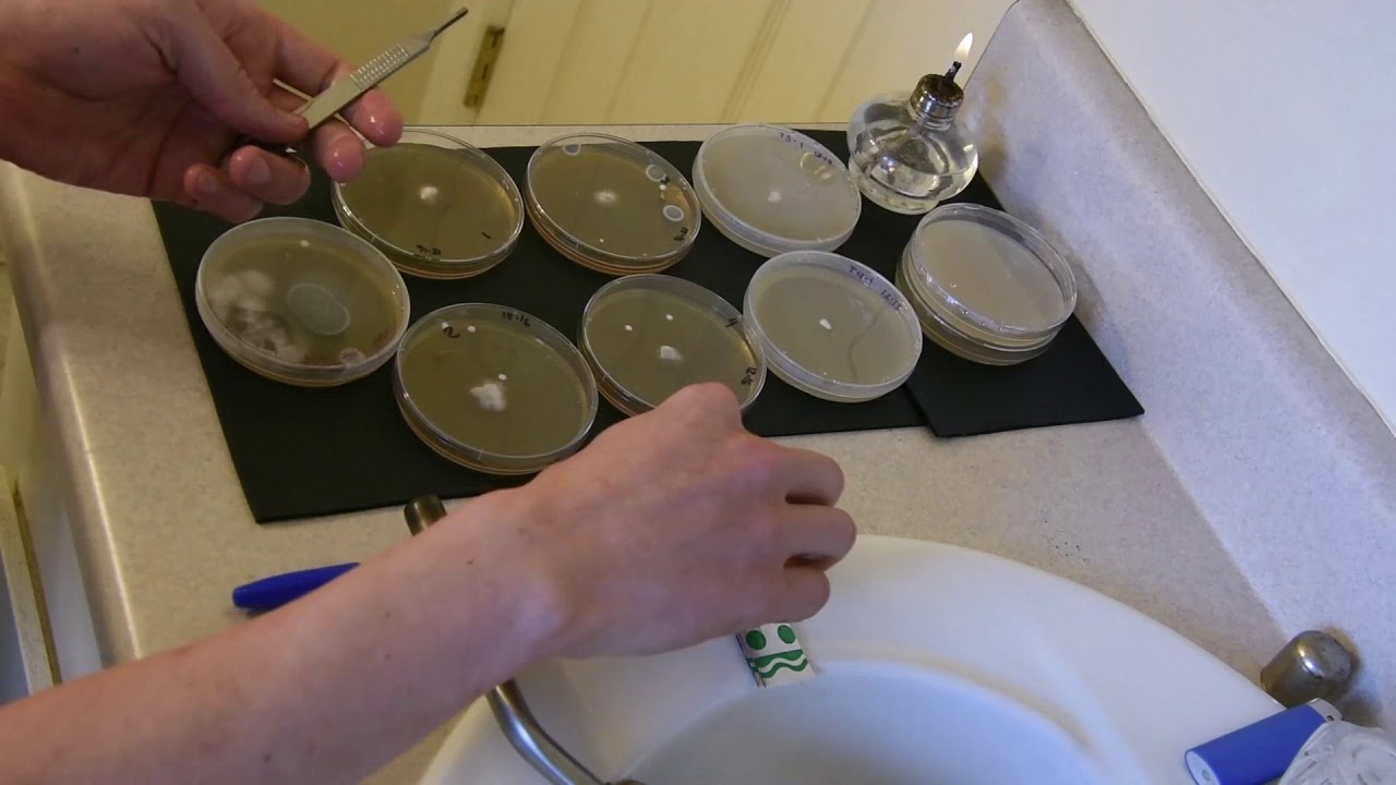 Spore cleanup video 3