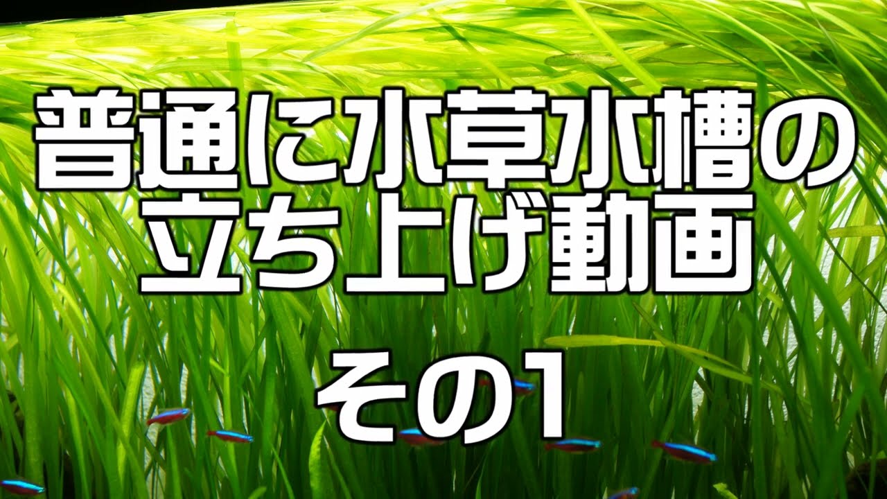 水草水槽立ち上げその1