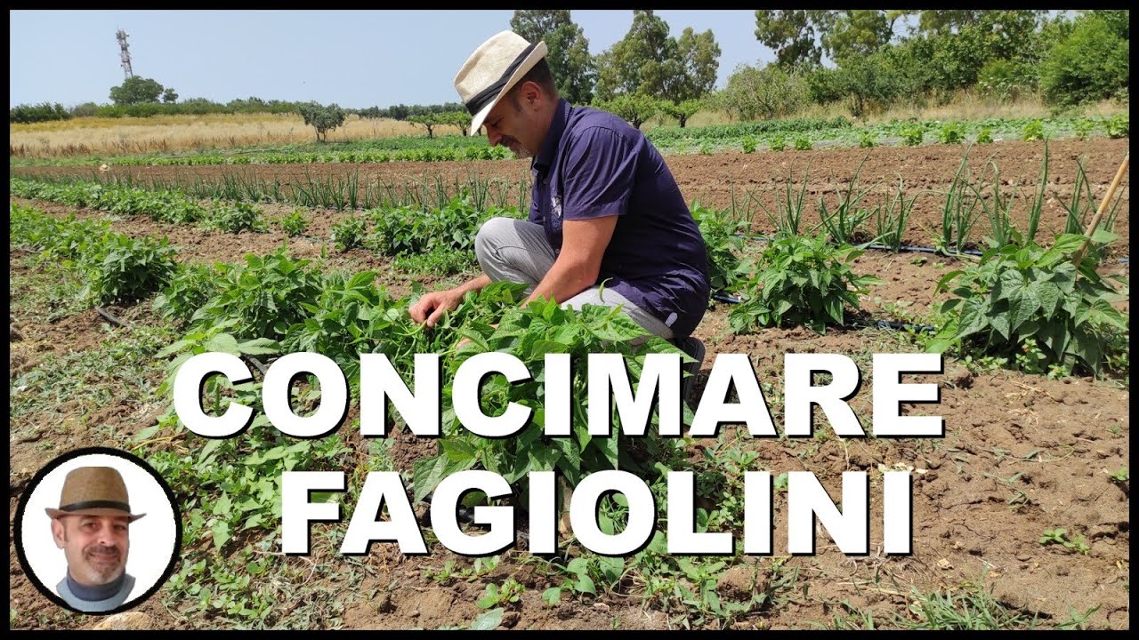 CONCIMARE I FAGIOLINI (fertilize green beans, fertilizar jud&iacute;as verdes)