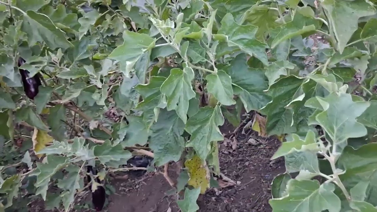 Terminando cosecha de berenjena en un campo de jaravacoa 