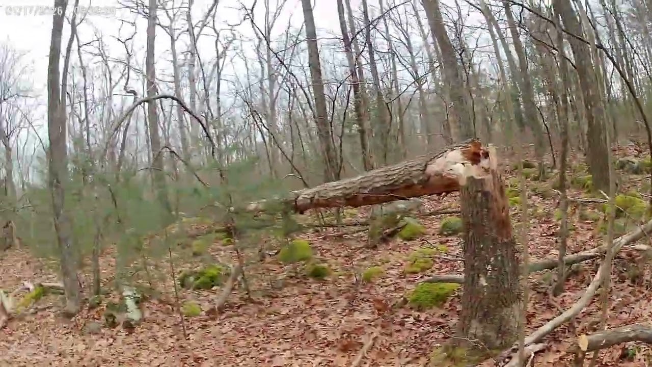 Crawley Preserve part 2