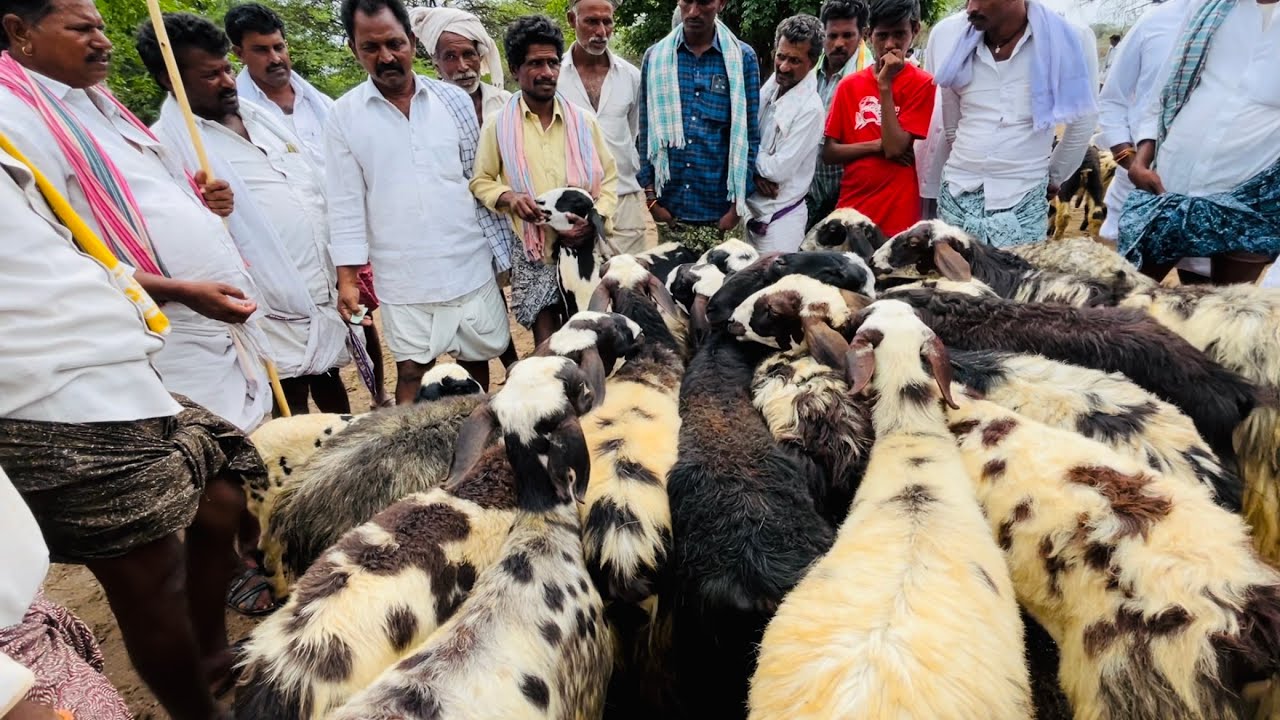Macharla sheep market | Macharla sheep