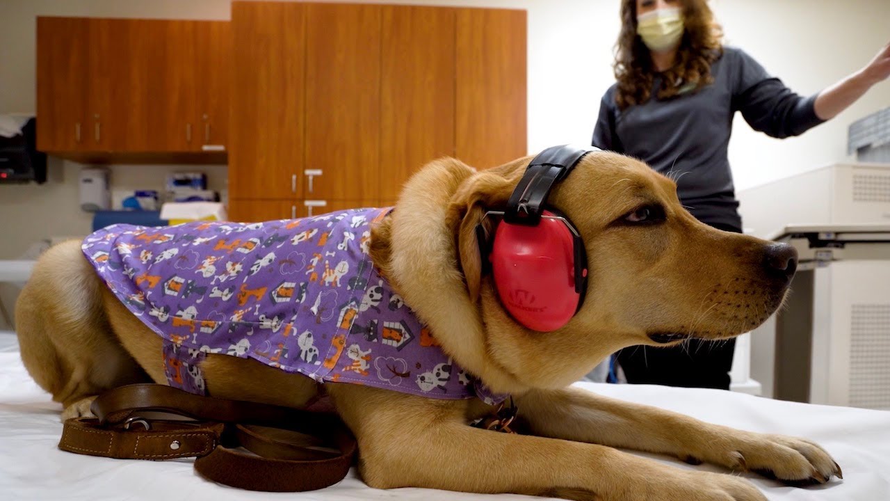 Dreamer the Facility Dog | Getting an MRI