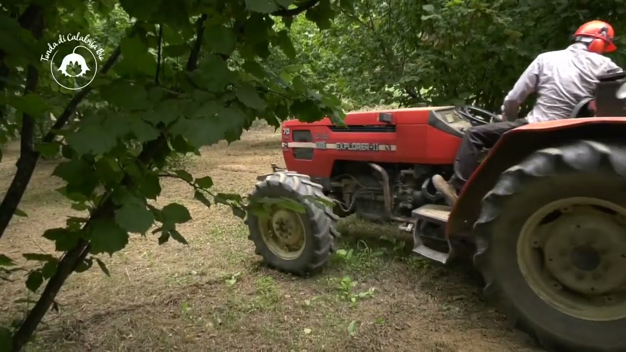 Tecniche agronomiche e gestione annuale dei noccioleti: trinciatura e spollonatura