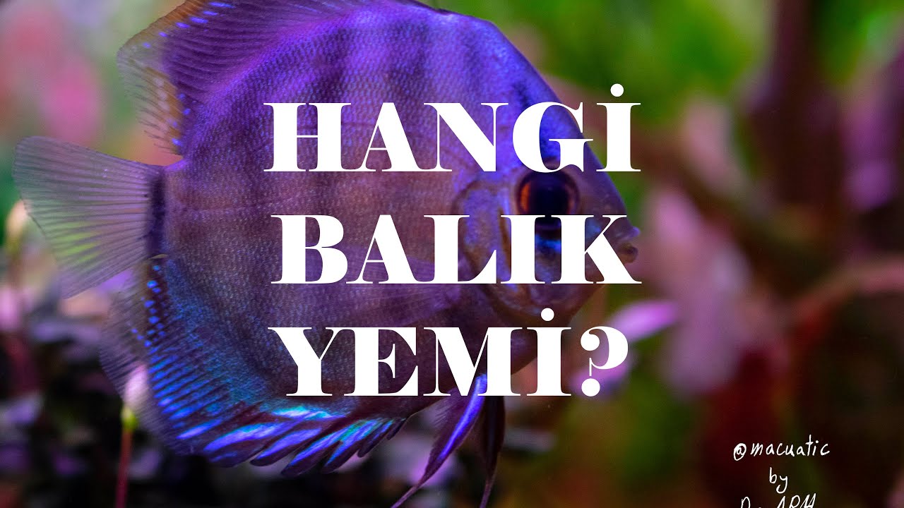 AKVARYUM BALIKLARIMA HANGİ YEMİ ALMALIYIM? MACUATİC MAĞAZA GEZİSİ VE SERA ÜRÜNLERİNİN TANITIMI!