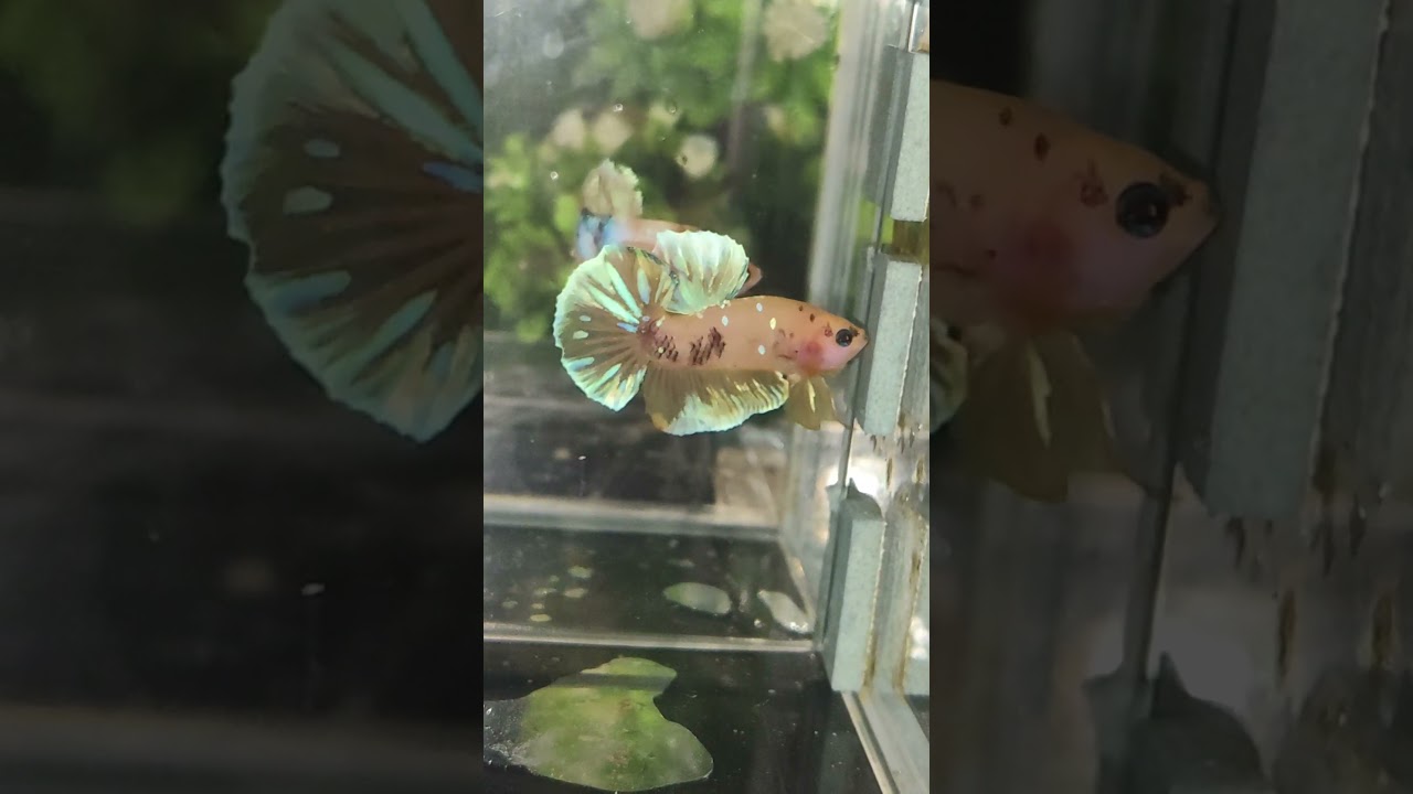 Yellow barongasai Betta fish ❤️💛❤️💛❤️💛💛💛💛💛💛✨✨✨✨✨✨✨