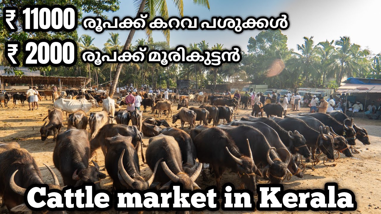 കേരളത്തിൽ ഏറ്റവും വിലക്കുറവിൽ | Budget Price Cattle Market | Buffalo Market | Cow Market | Cattle