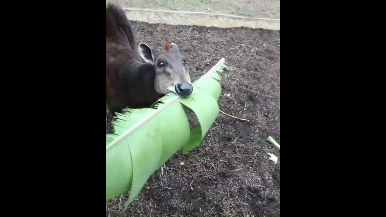 Yellow-Backed Duiker Munches on Crunchy Leaf in San Antonio
