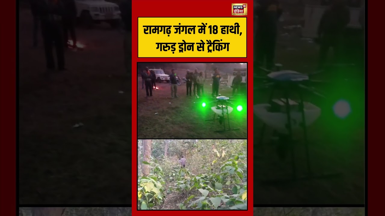 18 elephants in Ramgarh forest, tracking with Garuda drone #ramgarh #viralnews #elephant #viralshorts