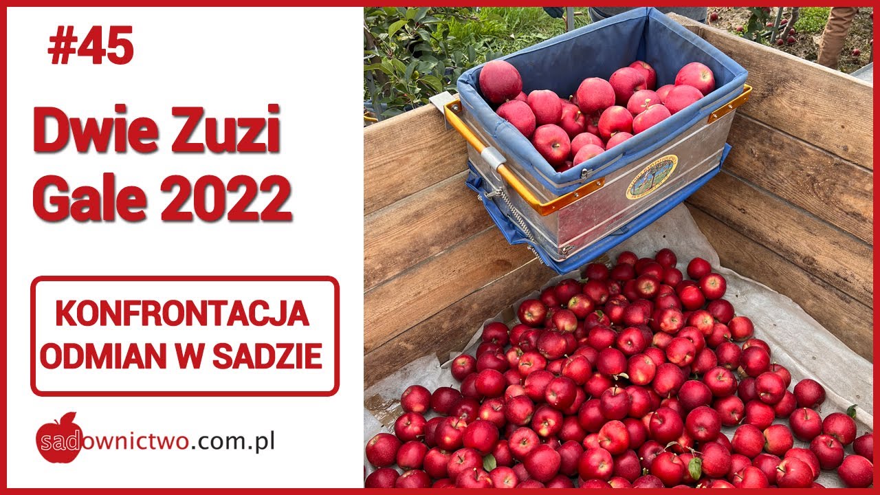 #45 - Zuzi Gala + Zuzi Gala Select - zbiory jabłek 2022
