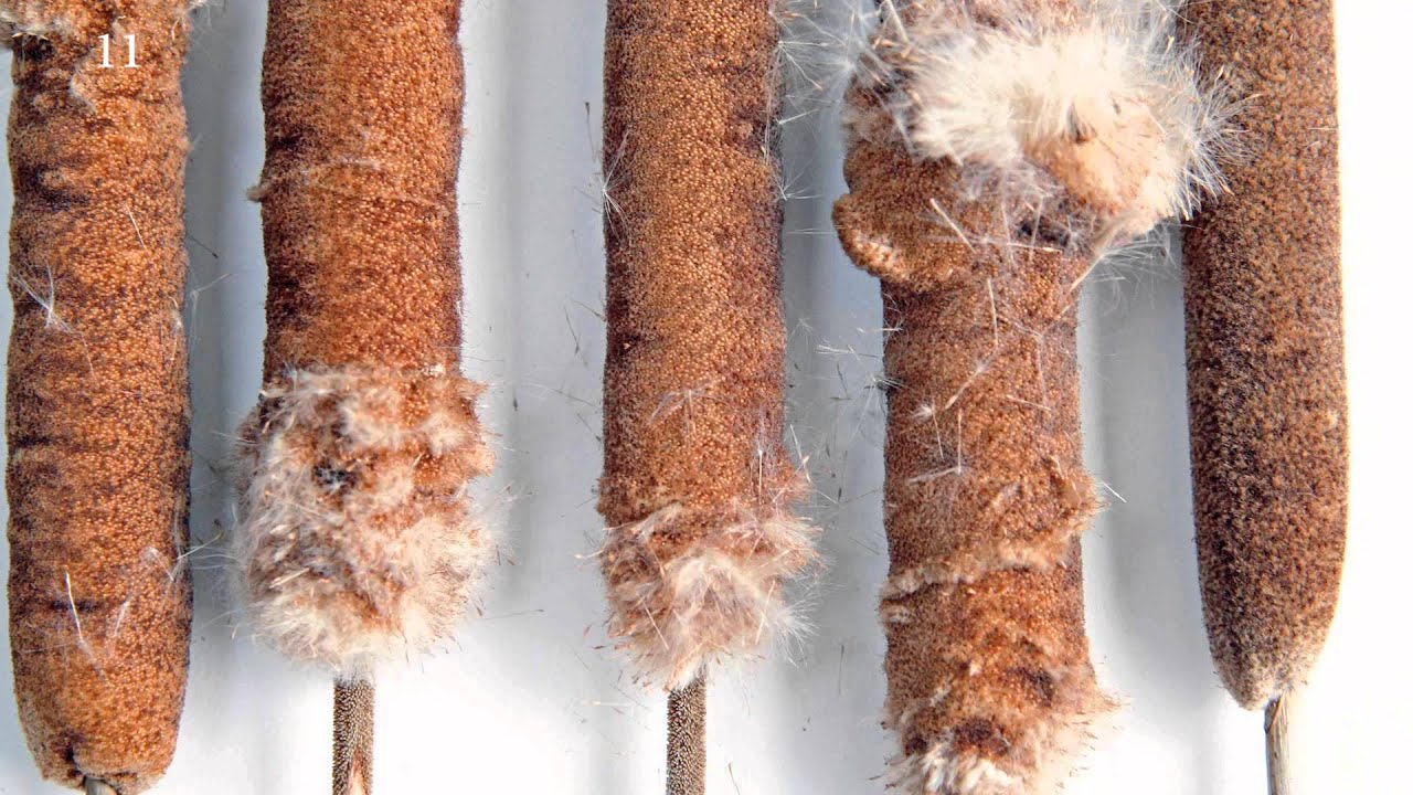 Typha: The Common Cattail