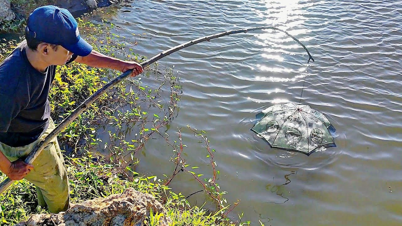 JALA IKAN DAN PASANG BUBUH UDANG, TIDAK DI SANGKA DAPAT BANYAK.‼️#fishing #fish 