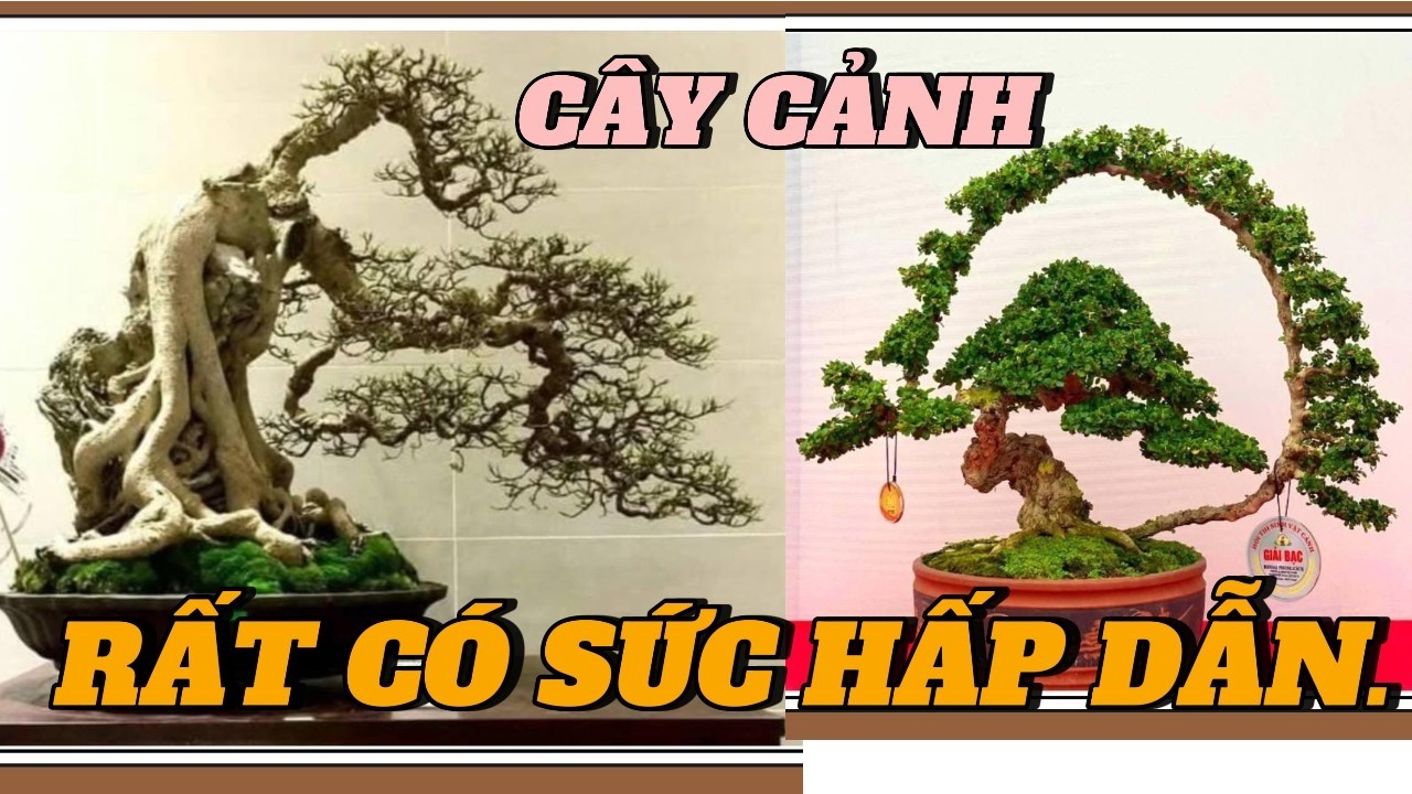 Cây cảnh bonsai có sức hấp dẫn gì mà khiến nhiều người yêu thích đến vậy#caycanh #bonsai