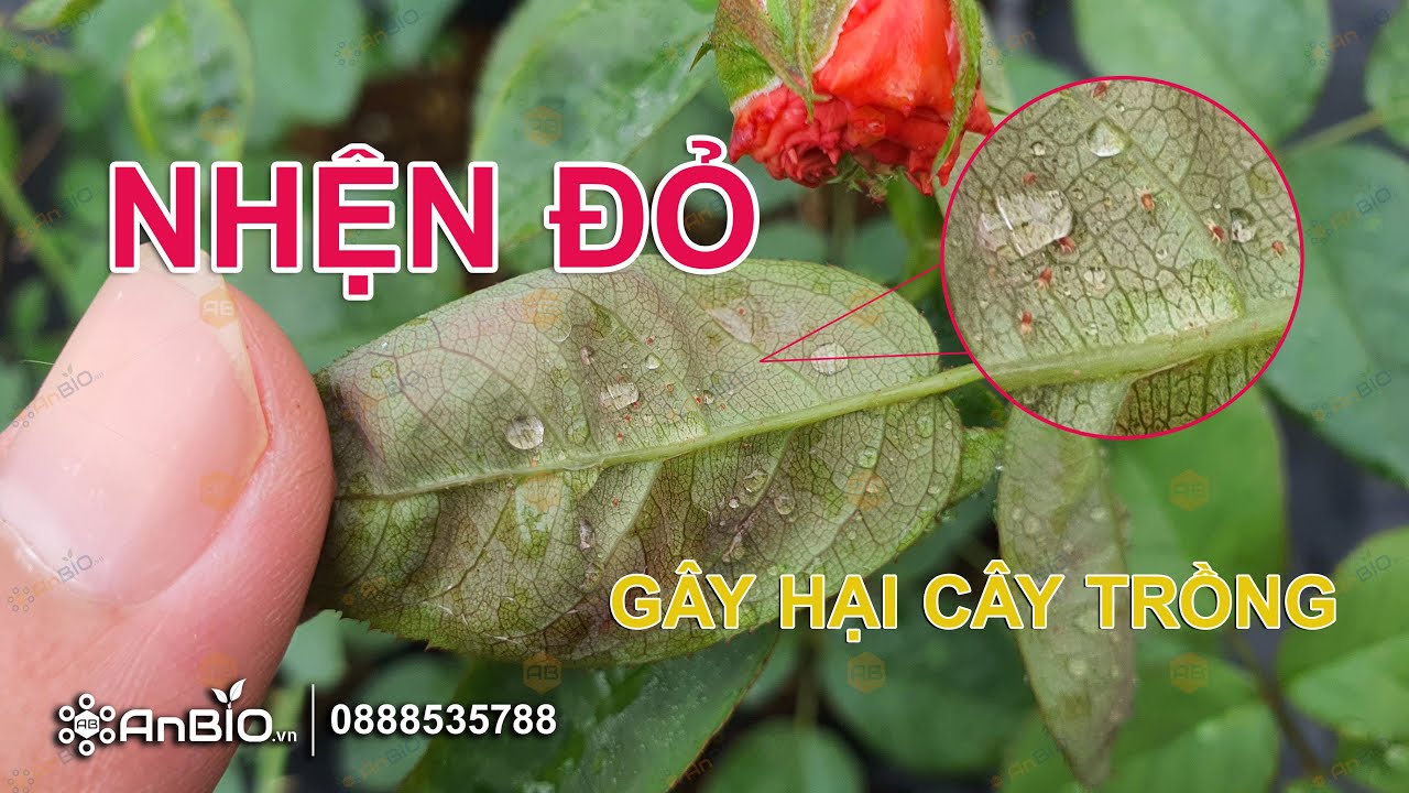 Phòng trừ NHỆN ĐỎ gây hại trên cây trồng bằng hoạt chất Sulfur trong sản phẩm BACCA 80WG | AnBIO.vn