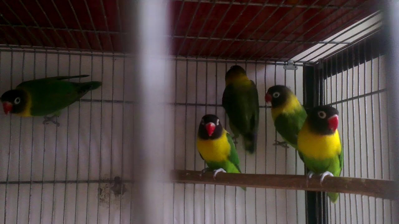 Yellow Chest Lovebirds For Sale Together 03118005026