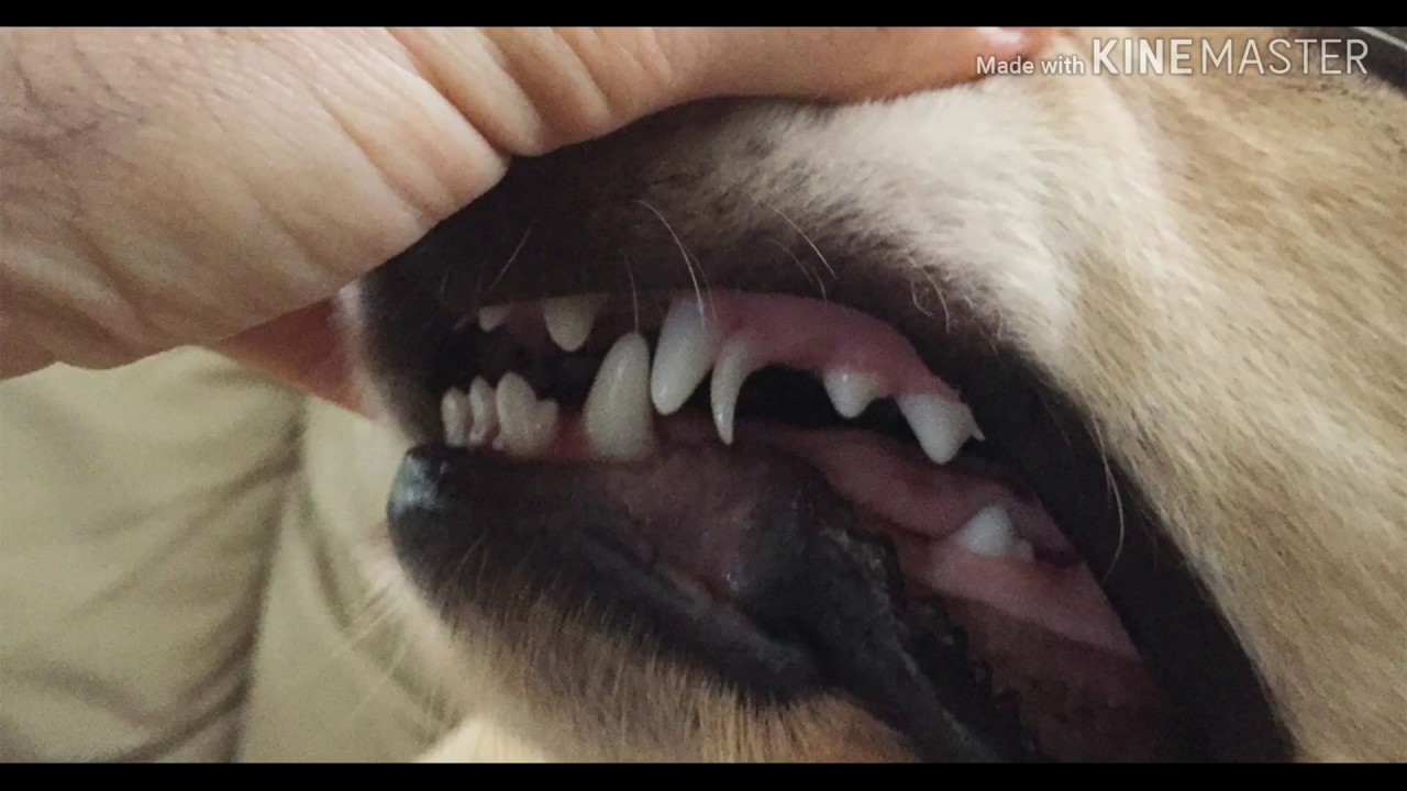 How to Help Puppy Teeth Fall Out Healthy Dog Chews Retained Puppy Teeth