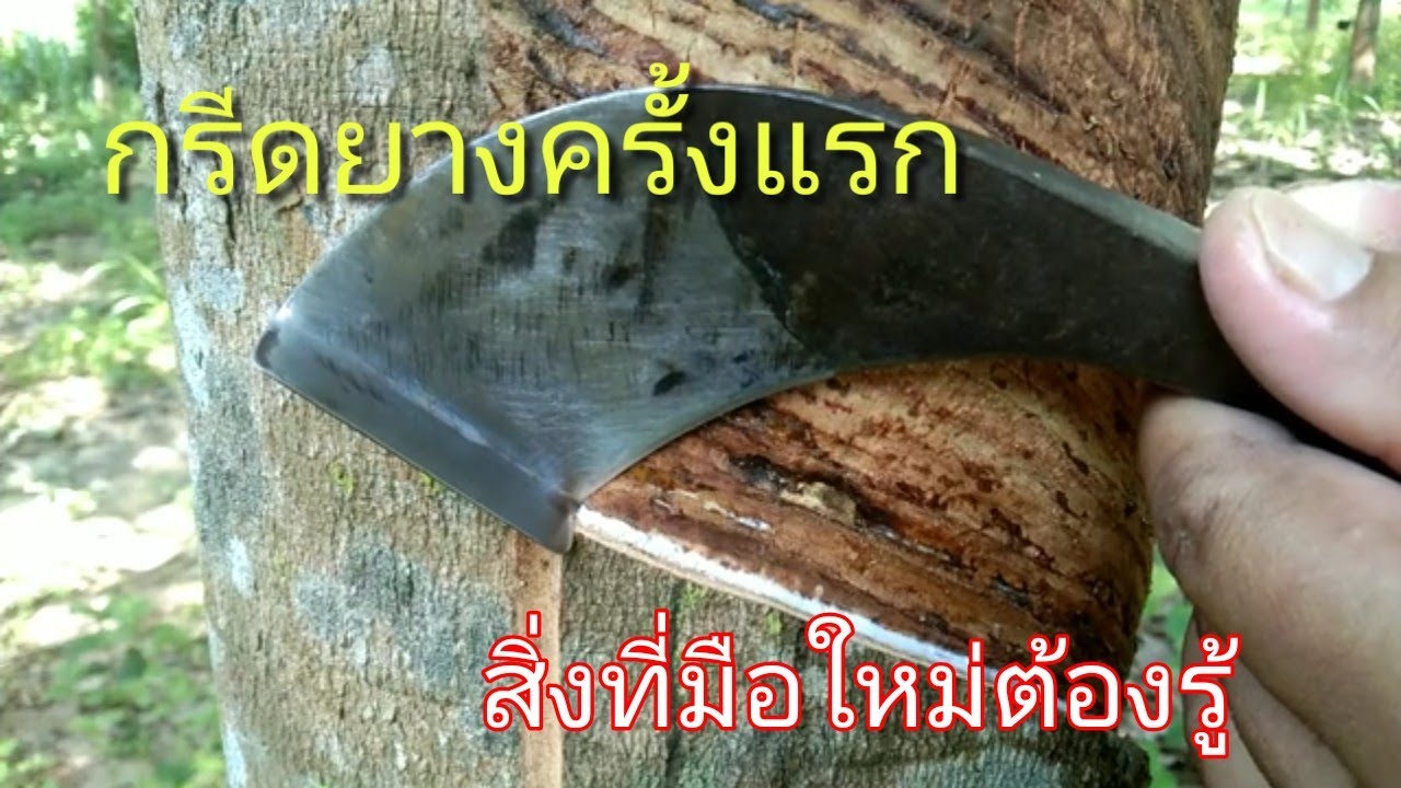 กรีดยางครั้งแรก (สิ่งที่มือใหม่ต้องรู้) วิธีการวางมีดกับหน้ากรีด