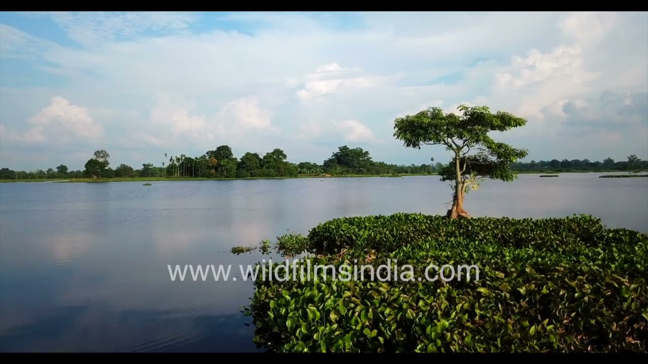 Dibru Saikhowa National Park in Assam: Aerial view along the banks of the Brahmaputra - Lohit rivers