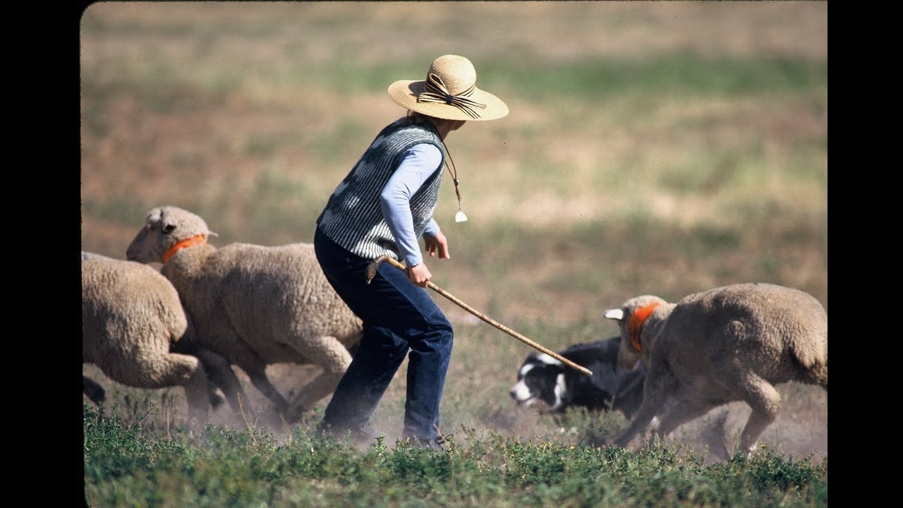 Colorado Experience: The Meeker Classic Sheepdog Trials