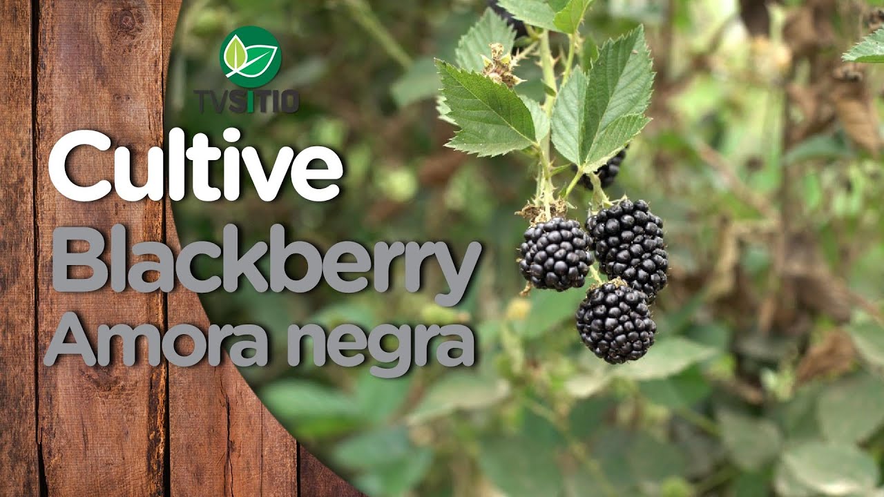 TENHA BLACKBERRY (AMORAS NEGRAS) O ANO TODO