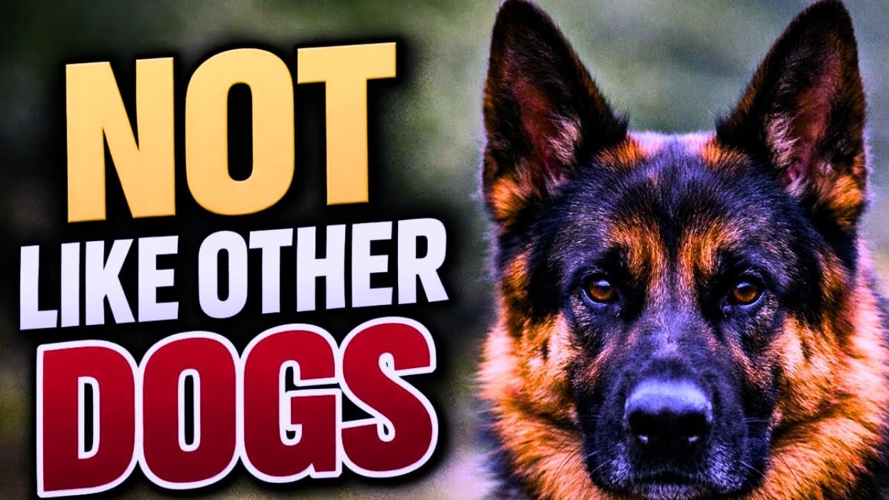 6 Ways German Shepherds Are Completely Different From Other Dogs